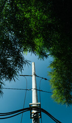 Electric Pole Framed by Trees Under Clear Blue Sky, perspective photos

