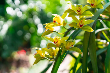 A bunch of yellow orchid blooming in the park in summer day. Madeira. Funchal park. 
