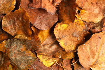 A heap of dried leaves in a close up view