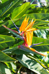 Strelitzia flower growing in a lush tropical garden in Madeira. Surrounded by large green leaves and natural textures, this exotic bloom blends beauty and nature.