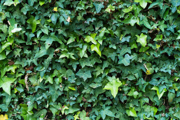 Closeup green floral wall texture for backdrop design. Eco evergreen natural wall. Beauty in nature, green leaves with natural pattern wallpaper