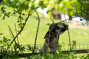 A spotted hornless goat eats leaves from a bush while leaning against a fence