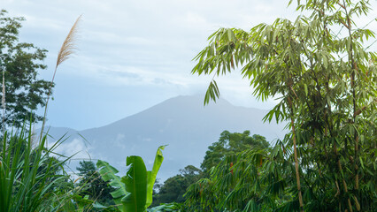 Tropical Green Plants Illuminated by Sunlight with Majestic Mountain Background

