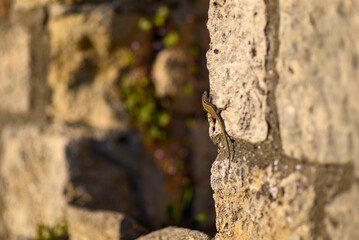 Remains of Historic Belgrade Fortress in Kalemegdan park in Belgrade, Serbia
