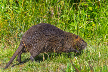 nutria in the Camargue in the morning light