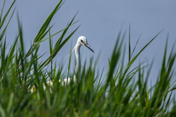 Little Egret in Camargue in the morning light