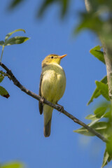 Icterine Warbler in the morning light