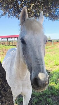 Caballo blanco t&iacute;mido sereno tranquilo 