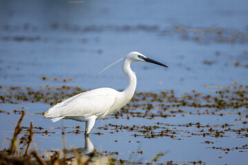 Little Egret in Camargue in the morning light