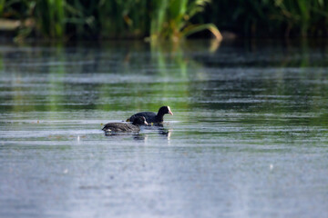 Eurasian Coot in Camargue in the morning light