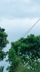 Power Cable through Lush Green Trees and Blue Sky

