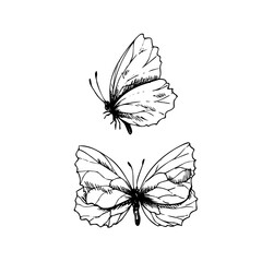 Butterflies are delicate, side and top view. Graphic line art hand drawn ink black and white illustration vector clip art. Set of separate elements isolated