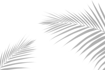 shadow overlay effects of realistic palm branch leaves shadow on white wall background,Summer sunlight and shadow overlay effect,shade for photo interior backdrop studio mockup