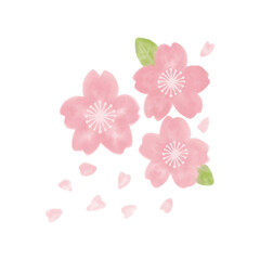 Cherry blossom watercolor artwork with sakura flowers in soft pink tones, showcasing hand drawn beauty in a botanical illustration style