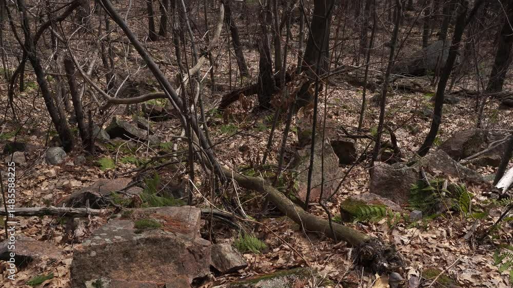 Poster on the ground, there is a variety of rocks of different sizes with many dead leaves. all of this is 
