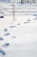Footprints on white snow outdoors. Winter season