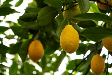 Fresh Yellow Lemons Ripening on Meyer Lemon Tree