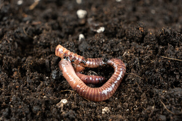 Earthworm on Soil Close-Up Macro View
