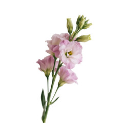 Elegant Pink Lisianthus Blossoms on White