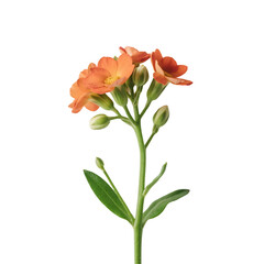 Orange Flowers on a White Background