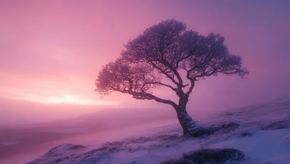 Gordijnen Solitary tree, frosted with winter's beauty, at sunrise in a misty landscape © Ancha