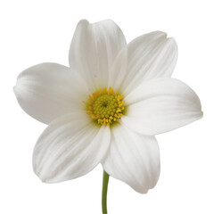 Close-up of a delicate white flower with yellow center