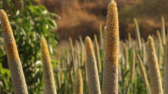 It is one of the oldest cultivated grains. It is widely consumed crop. Pear millet or bajra in garden. Pearl millet, also known as Bajra. Ripped Bajra (millet) pearl in the field. crop of pearl millet
