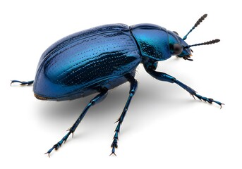 Fototapeta premium Blue beetle shiny skin set against isolated white background