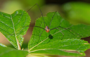 Daddy Longlegs in Ridge Hill Reserve, Dartmouth, Massachusetts