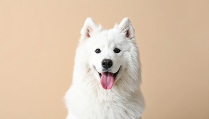 white swiss shepherd dog