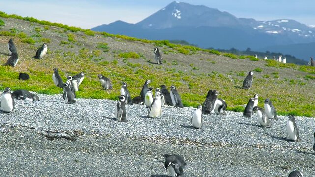 A large colony of penguins stands on a rocky beach on Isla Martillo, near Ushuaia, Argentina. Grass and mountains are visible in the background.