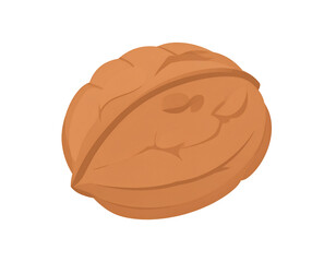 Walnut illustration