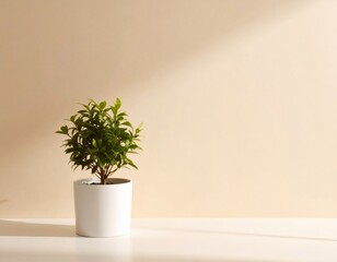 Fototapeta premium Small potted plant casting a shadow on a beige wall