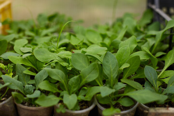 Vibrant seedlings thrive in a greenhouse with rich green leaves under optimal growing conditions