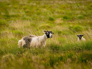 Ewe and her lamb grazing in the grassy meadow, black faced sheep looking into the camera from tall grass, mother and baby sheep