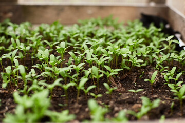 Small green seedlings growing in a garden nursery during springtime cultivation