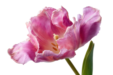A set of vivid pink tulip blossoms showing soft curled petals and natural lighting, isolated on a transparent background