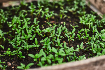 Freshly sprouted green seedlings grow abundantly in a garden box filled with dark soil under natural light