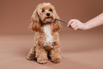 Woman brushing cute dog with comb on brown background, closeup. Pet grooming