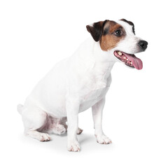 Obraz premium Cute Jack Russell Terrier dog sitting on white background