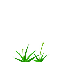 Fototapeta premium Green Grass Illstration