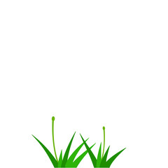 Fototapeta premium Green Grass Illstration