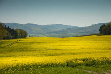 Rape Field at Lower Silesia, Poland