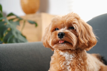 Cute Maltipoo dog at home, space for text