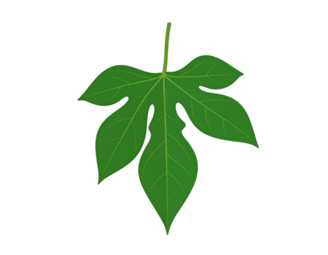 Detailed illustration of a vibrant green leaf with five distinct lobes and prominent veins