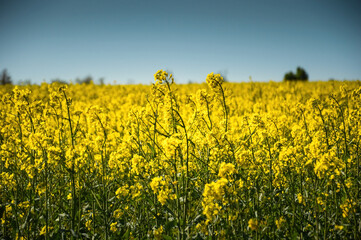 Rape Field at Lower Silesia, Poland