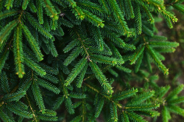 Green pine needles create a lush canopy in the forest during a sunny afternoon in the summer season