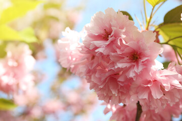 Beautiful blossoming sakura tree with pink flowers against sky, closeup