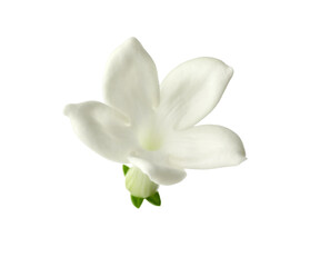 Beautiful aromatic jasmine flower isolated on white