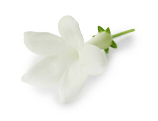 Obraz premium Beautiful aromatic jasmine flower isolated on white